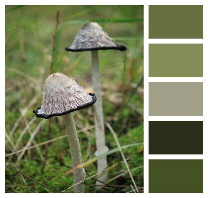 Forest Ink Ladle Mushroom Image